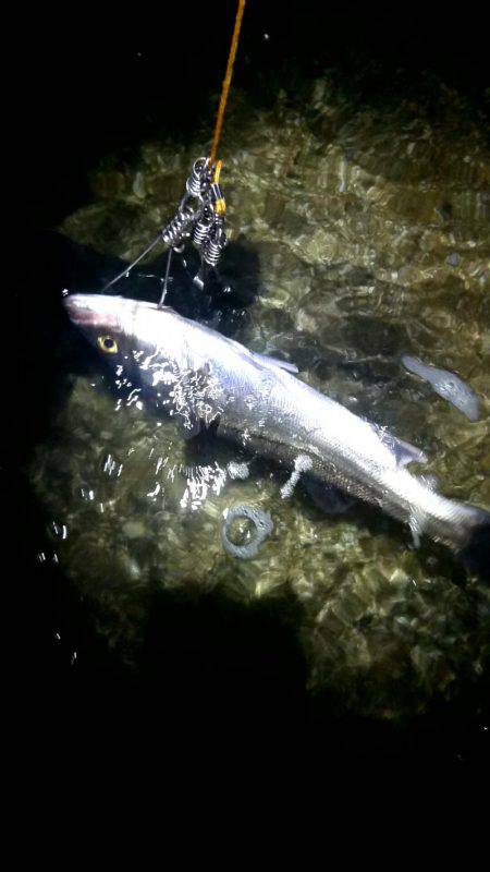 少し小さいけど釣れて良かった