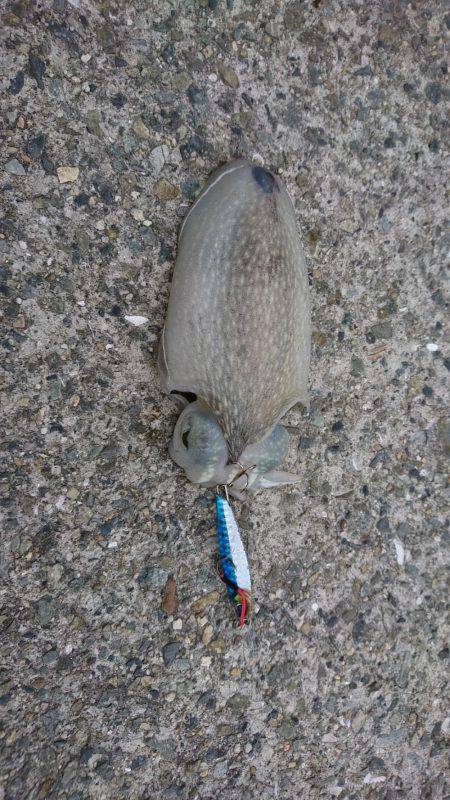 南芦屋浜ベランダ