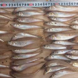 チョイ投げ　キス快釣♪