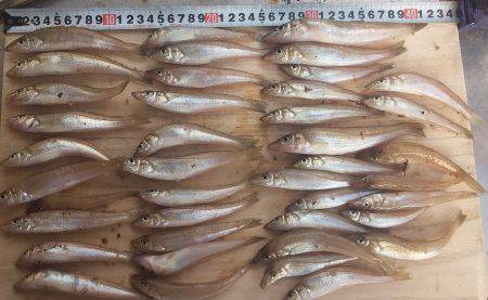 チョイ投げ　キス快釣♪