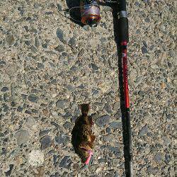 日中メバリング