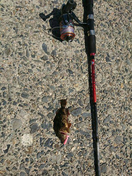 日中メバリング