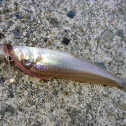 ちょい投げのキス