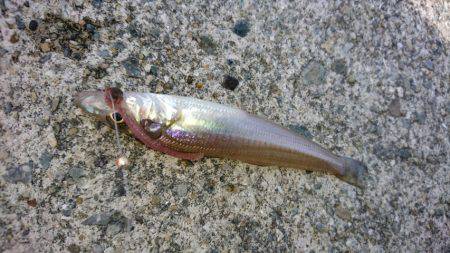 ちょい投げのキス