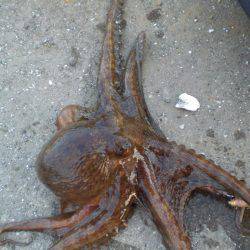 今日もタコ絶好調