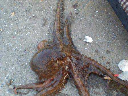 今日もタコ絶好調