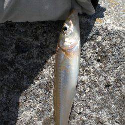 キス釣れるかな