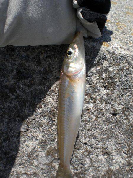 キス釣れるかな