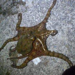 またまた釣れた