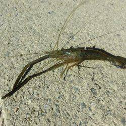 初めての手長エビ