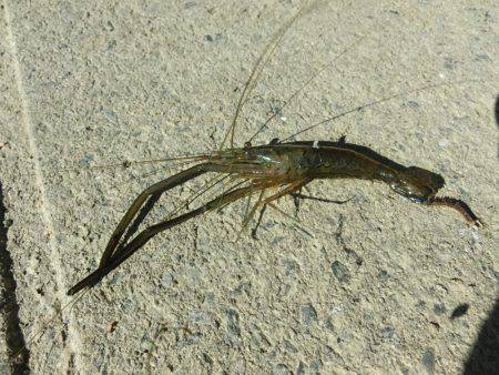 初めての手長エビ