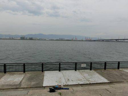 ライトワインドで小サバの乱舞