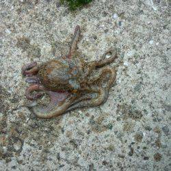 タコやっと釣れた