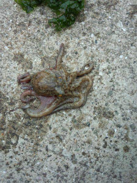 タコやっと釣れた