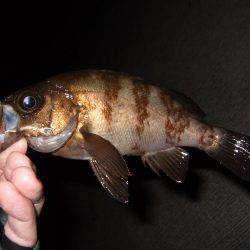 メバル好調キープ