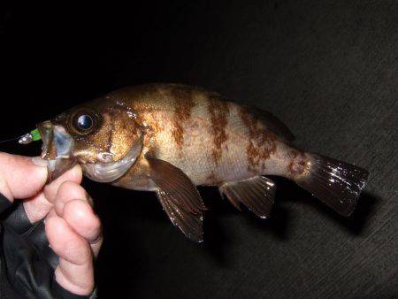 メバル好調キープ