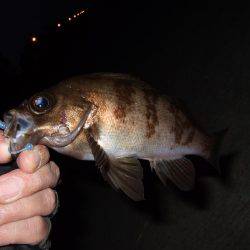 今日も短時間メバリング