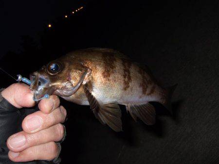 今日も短時間メバリング