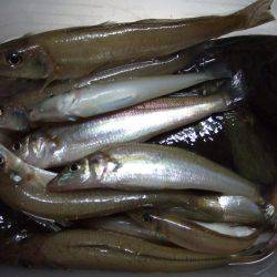 キスも釣れました。