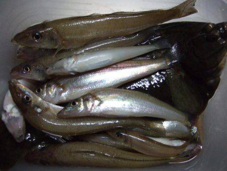 キスも釣れました。