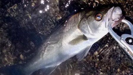 甲子園浜　シーバス×キビレ