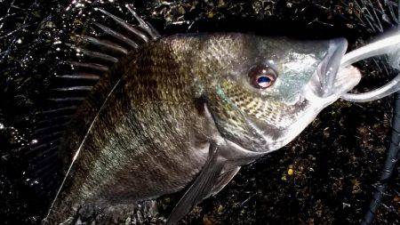 甲子園浜　チヌ