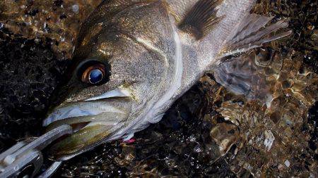 甲子園浜　デイゲーム　５０ｃｍ