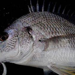 甲子園浜　デイゲーム　シーバス×キビレ