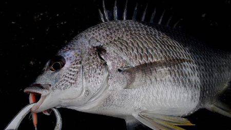 甲子園浜　デイゲーム　シーバス×キビレ