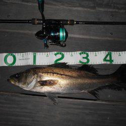 テクトロでヒット