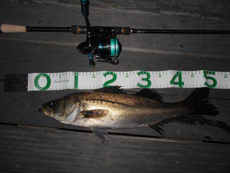 テクトロでヒット