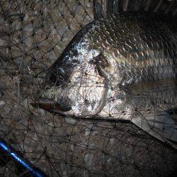 サクッとキビレ♪