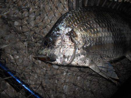 サクッとキビレ♪