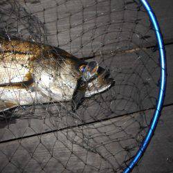 際打ちでシーバス♪