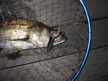 際打ちでシーバス♪