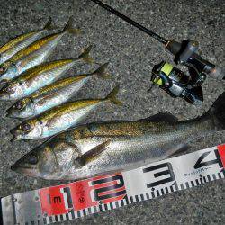 調子出てきました