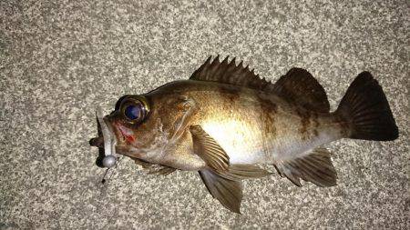 初めてのポイント