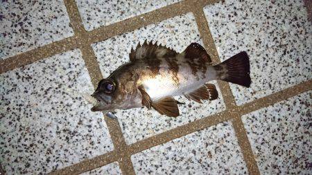 仕事が早く終わったので、ついつい。