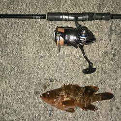 ガシラ&アコウ&グレ