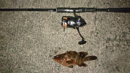 ガシラ&アコウ&グレ