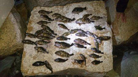 ガシラ&グレ虐待