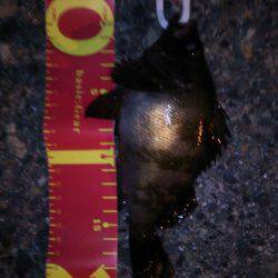 根魚パラダイス！