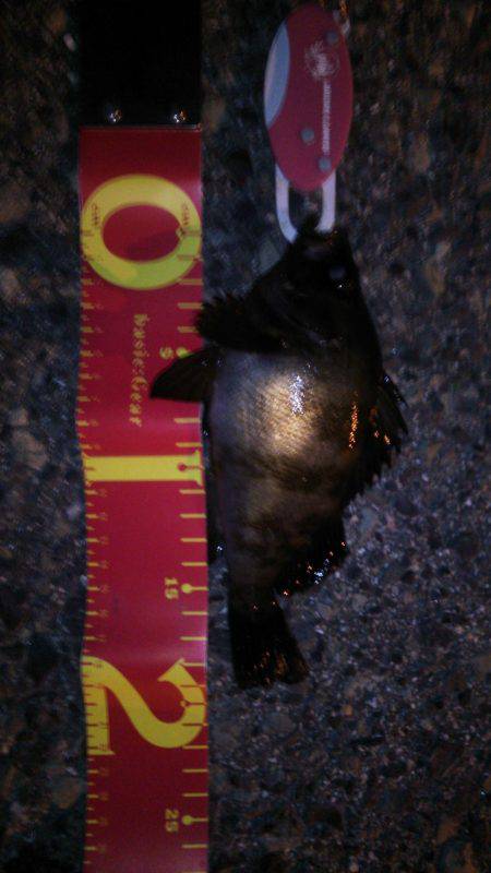 根魚パラダイス！