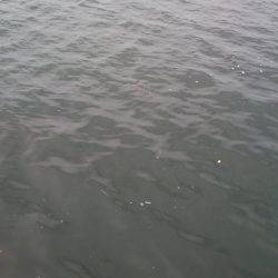 サバは回遊あるか!?