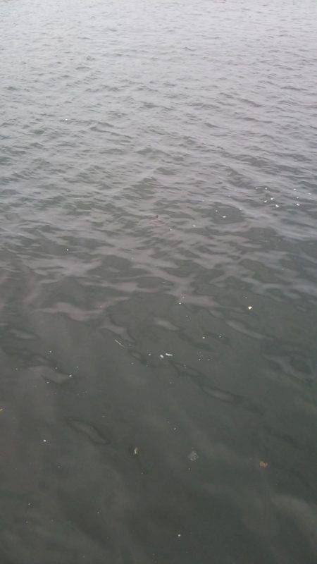 サバは回遊あるか!?