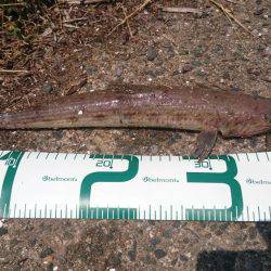 シーバス狙いで