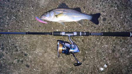 シーバス&ツバス