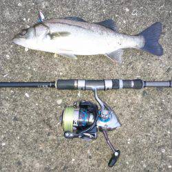 ツバス,シーバス入れ食い