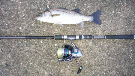 ツバス,シーバス入れ食い