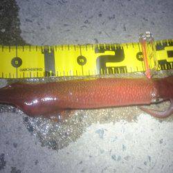 今シーズン初！